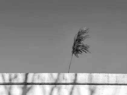 Jazz Casino Mobile App